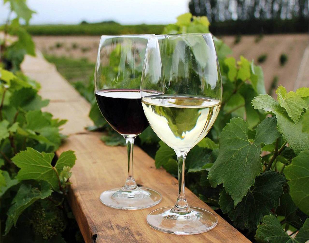 Wino może być korzystne dla zdrowia!